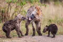 hyène tachetée / spotted hyena