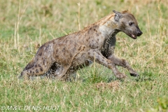 hyène tachetée / spotted hyena