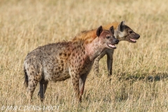 hyène tachetée / spotted hyena