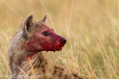 hyène tachetée / spotted hyena