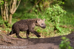 hyène tachetée / spotted hyena