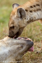 hyène tachetée / spotted hyena