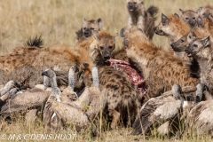 hyène tachetée / spotted hyena