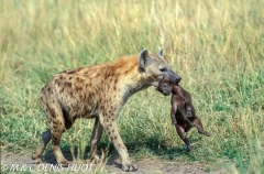 hyène tachetée / spotted hyena