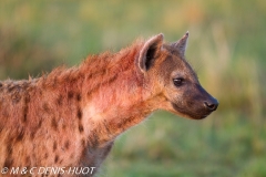 hyène tachetée / spotted hyena