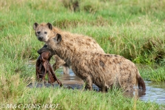 hyène tachetée / spotted hyena