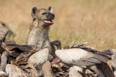 hyène tachetée / spotted hyena