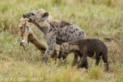 hyène tachetée / spotted hyena