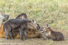 hyène tachetée / spotted hyena