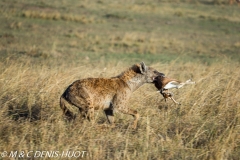 hyène tachetée / spotted hyena