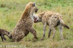 hyène tachetée / spotted hyena