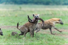 hyène tachetée / spotted hyena