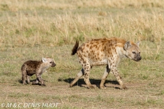 hyène tachetée / spotted hyena