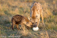 hyène tachetée / spotted hyena