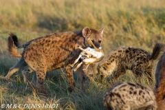 hyène tachetée / spotted hyena