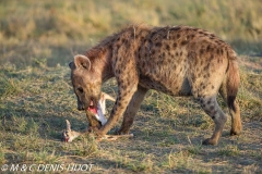 hyène tachetée / spotted hyena