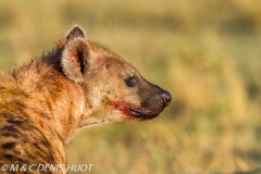 hyène tachetée / spotted hyena