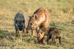 hyène tachetée / spotted hyena