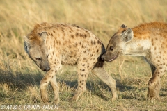 hyène tachetée / spotted hyena