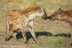 hyène tachetée / spotted hyena