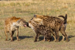 hyène tachetée / spotted hyena