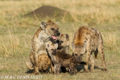 hyène tachetée / spotted hyena