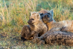 hyène tachetée / spotted hyena