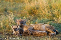 hyène tachetée / spotted hyena