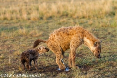 hyène tachetée / spotted hyena