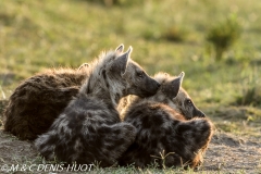 hyène tachetée / spotted hyena