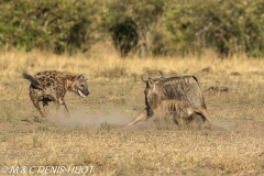 hyène tachetée / spotted hyena