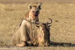 hyène tachetée / spotted hyena