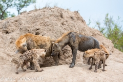 hyène tachetée / spotted hyena