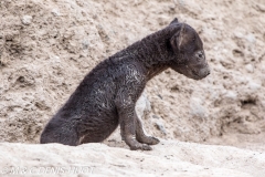 hyène tachetée / spotted hyena