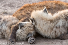 hyène tachetée / spotted hyena