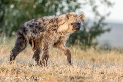 hyène tachetée / spotted hyena