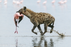 hyène tachetée / spotted hyena