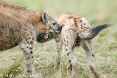 hyène tachetée / spotted hyena