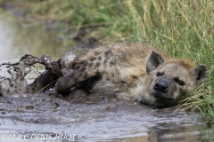 hyène tachetée / spotted hyena