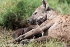 hyène tachetée / spotted hyena