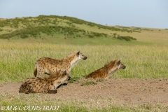 hyène tachetée / spotted hyena