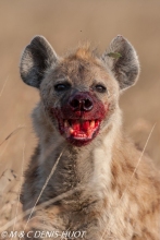 hyène tachetée / spotted hyena