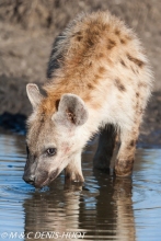 hyène tachetée / spotted hyena