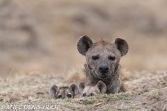 hyène tachetée / spotted hyena