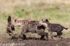 hyène tachetée / spotted hyena