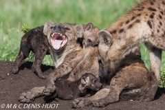 hyène tachetée / spotted hyena