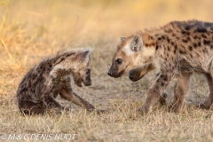 hyène tachetée / spotted hyena