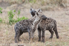 hyène tachetée / spotted hyena