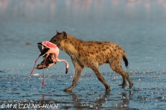 hyène tachetée / spotted hyena