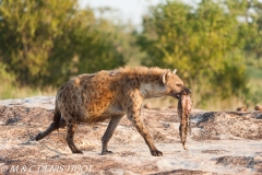 hyène tachetée / spotted hyena